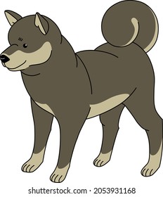 A black Shiba Inu with a bushy tail is standing there.