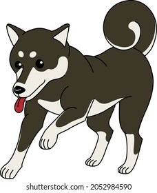A black shiba inu standing happily with his tongue out