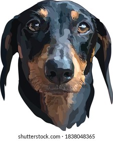 Black Short Legged Daschund Illustration