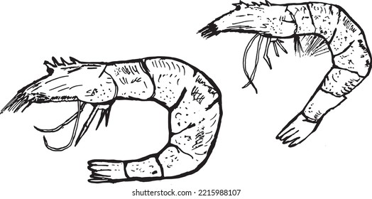 black shrimp on a transparent background. design for fish restaurants. Vector graphics. Tiger chrimp. hand drawing. seafood on a light background
