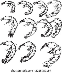 black shrimp on a transparent background. design for fish restaurants. Vector graphics. Tiger chrimp. hand drawing. seafood on a light background