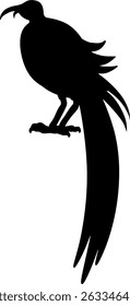 Black Sicklebill Silhouette Shadow Vector