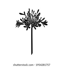 Black silhouette of Agapanthus (Lily of the Nile) on white background. Vector illustration. svg