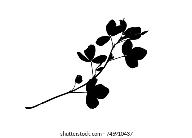 Black silhouette of alfalfa plant isolated on white, vector illustration