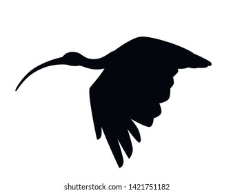 Black silhouette American white ibis flat vector illustration cartoon animal design white bird with red beak on white background side view