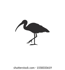 Black silhouette American white ibis vector on a white background