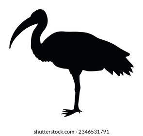 Black silhouette American white ibis vector on a white background.