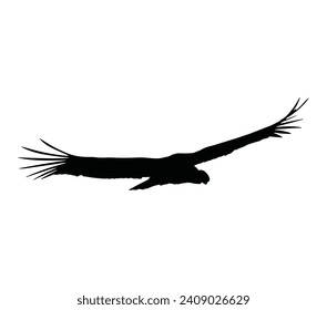 Black silhouette of the andean condor (Vultur gryphus) on white background. 
