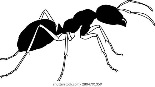 A black silhouette of an ant with detailed segmented legs and antennae on a white background. ant, insect, black. black ant silhouette with detailed legs and antennae insect...