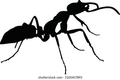 1,173 Ant side view Images, Stock Photos & Vectors | Shutterstock