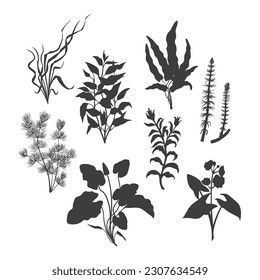 Black silhouette of aquarium plants. Isolated drawing set of aquatic herbs. River grass art. Underwater decoration objects. Vector illustration