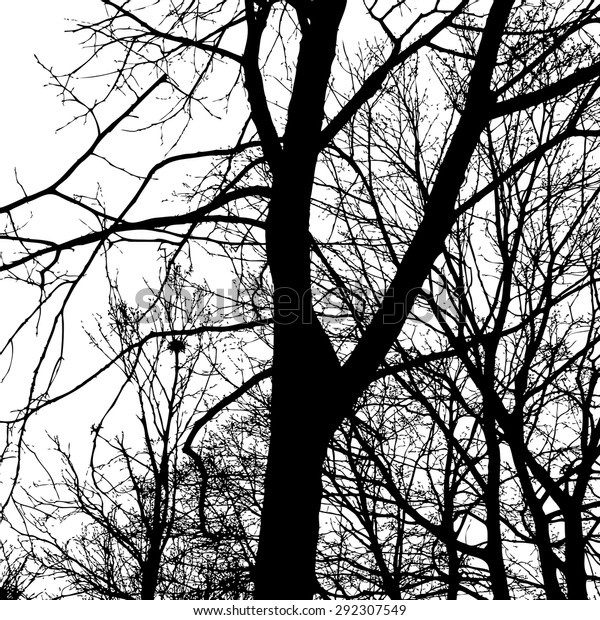  Black silhouette of bare branches of trees on white background. Vector.