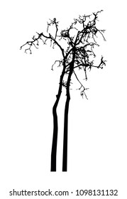 Black silhouette of a bare trees isolated on white background. Vector realistic Illustration.