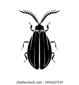 Black silhouette of beetle (Caenia dimidiata) on white background. Vector illustration.
