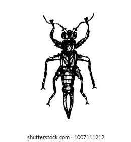 The black silhouette of the beetle forficula drawn a gel pen on background