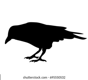 black silhouette bird, crow