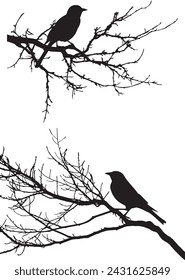 Black silhouette bird on the tree branch white background