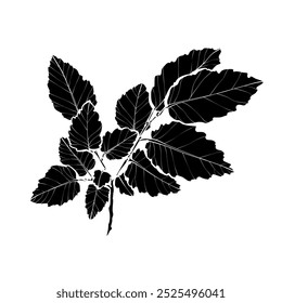 Black silhouette of branch with leaves on white background. Graphic drawing. Vector illustration.