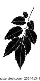 Black silhouette of a branch with leaves. Ulmus pumila, the Siberian elm. Graphic drawing. Vector illustration.