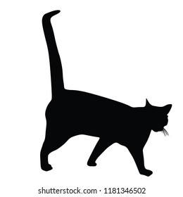 Black silhouette of a cat