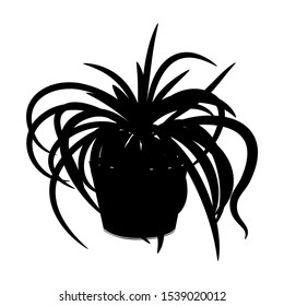 Black silhouette chlorophytum in pot isolated on the white background, icon tropical plants, modern houseplants, vector illustration
