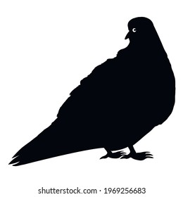 The black silhouette of the city pigeon on a square white background. isolate. Birds.