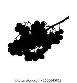 Black silhouette of a cluster of round berries on a branch against a . The image is simple and stark with high contrast.