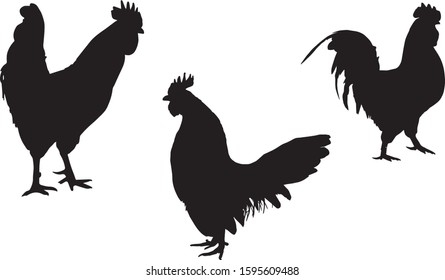 Black silhouette of cock in different poses on a white background. Domestic animals. Vector illustration