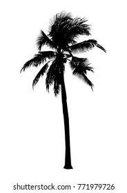 black silhouette coconut tree, isolated natural plant sign, vector illustration