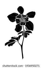 Black silhouette of Colorado blue columbine (Aquilegia coerulea) on white background. Vector illustration.