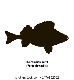 The black silhouette of common perch (Perca fluviatilis) is isolated on white background.