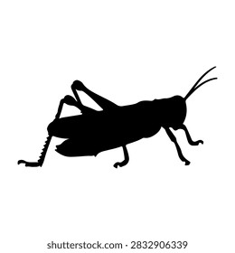 Black silhouette of a cricket insect isolated on a white background, highlighting its detailed body parts and antennae.