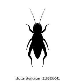 Black Silhouette Of Cricket. Realistic Orthopteran Insect With Long Antennae. Monochrome Beetle Emitting Loud Vector Chirp