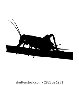A black silhouette of a cricket standing on a flat surface, highlighting its antennae and segmented body in a minimalistic style.