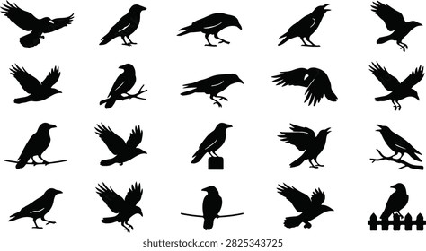 Black silhouette crow bird in various flying and standing poses Vector