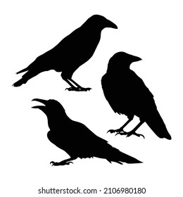 The black silhouette of a crow. Circuit birds. Raven.