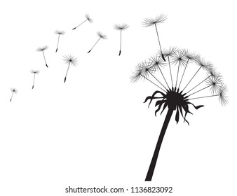 Black silhouette Dandelions on white background. Vector Illustration.