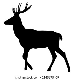 Black silhouette of a deer on a white background. Vector image.