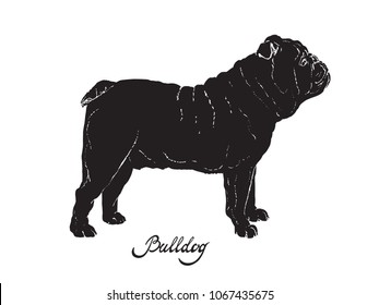 Black silhouette of dog English Bulldog on a white background with the signature