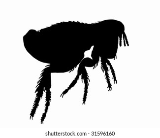 The black silhouette of a dog flea