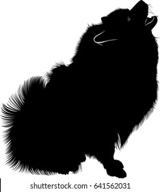 Black silhouette of dog spitz  isolated on white background