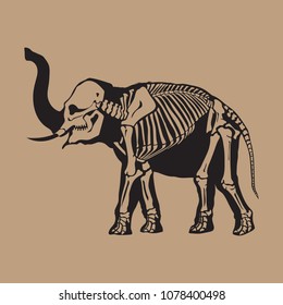 Elephant Skeleton Images, Stock Photos & Vectors ... diagram of a goat skull 