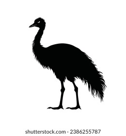 Black silhouette of a Emu vector illustration