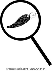 Black silhouette of Euglena viridis under magnifying glass isolated on white background