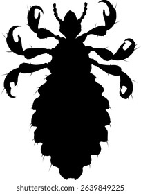 Black silhouette of a female head louse (Pediculus humanus)	