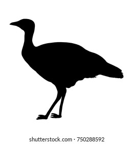 black silhouette of female pheasant on white background of vector illustration