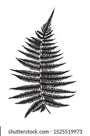 Black silhouette of fern branch on a white background. Vector