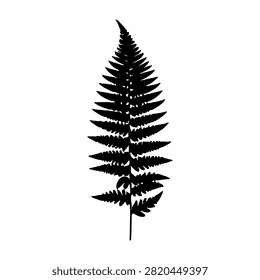 Black silhouette of a fern leaf showcasing intricate fronds and natural leaf structure, isolated on a white background for botanical and nature themes.