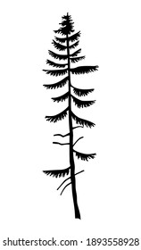 Black silhouette of fir-tree. Hight black pine. Simple tree icon. Nature concept. Pine tree with needles isolated at white background. Decorative element. Plant shadow. Vector illustration