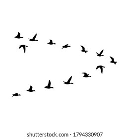 The black silhouette of the flock of the ducks are isolated on the white background.